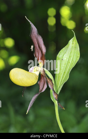 LADY’S-SLIPPER ORCHID Cypripedium calceolus Stock Photo