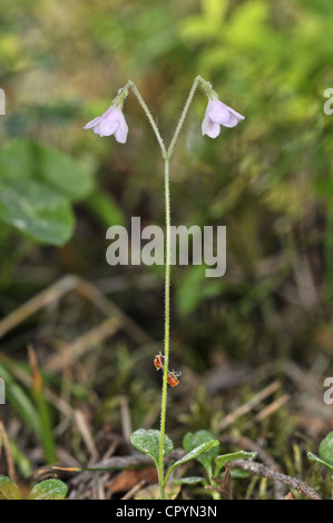 TWINFLOWER Linnaea borealis (Caprifoliaceae) Stock Photo