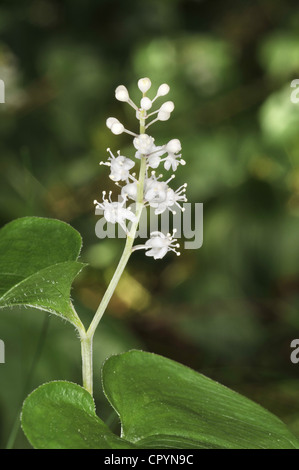 MAY LILY Maianthemum bifolium (Liliaceae) Stock Photo