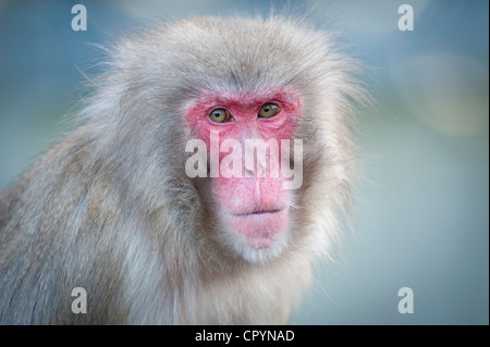 Red-faced Macaque (Macaca fuscata), portrait, Wilhelma zoological botanical garden, Stuttgart, Germany, Europe Stock Photo