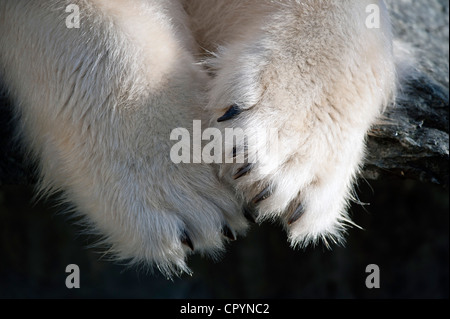 Paws and claws, Polar Bear (Ursus maritimus), Wilhelma, Stuttgart, Germany, Europe Stock Photo