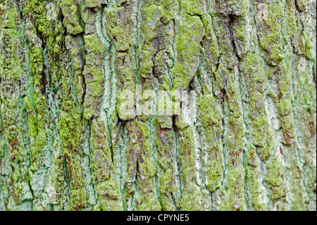 Green coloured bark, Stuttgart, Baden-Wuerttemberg, Germany, Europe Stock Photo