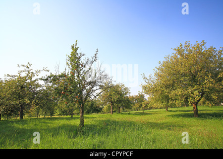 Meadow in autumn with scattered fruit trees, such as apple trees and pear trees Stock Photo