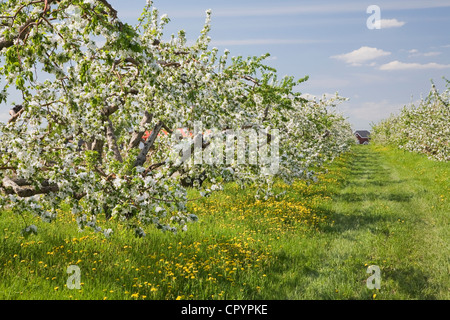 Apple tree orchard at springtime, Laval, Quebec, Canada Stock Photo