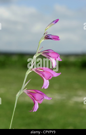 WILD GLADIOLUS Gladiolus illyricus Stock Photo
