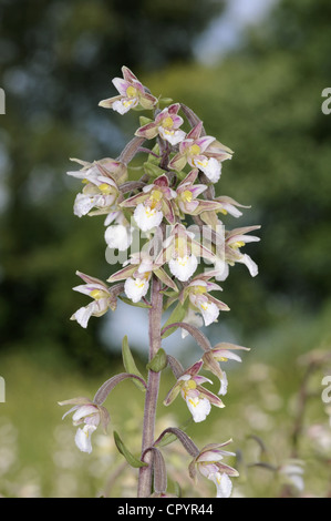 MARSH HELLEBORINE Epipactis palustris (Orchidaceae) Stock Photo