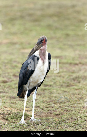 Marabou Stork (Leptoptilos crumeniferus), standing, Serengeti, Tanzania, Africa Stock Photo