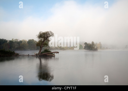 Tree in fog in the backwaters of the Danube River, Stepperg, Bavaria, Germany, Europe Stock Photo