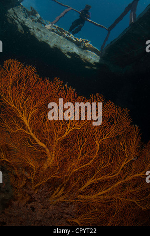 Surface reflections and Gorgonia fan corals in the Lembeh Straits of Indonesia Stock Photo