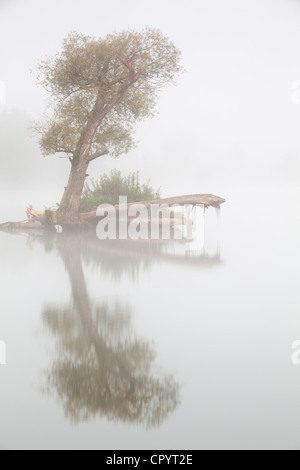 Tree in fog in the backwaters of the Danube River, Stepperg, Bavaria, Germany, Europe Stock Photo