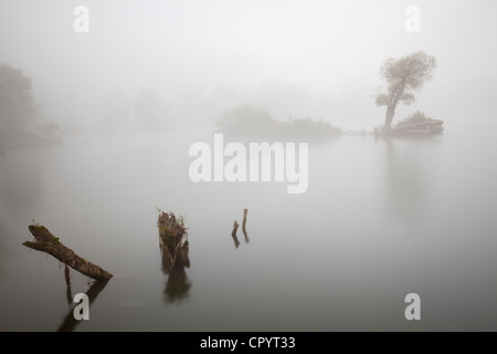 Tree in fog in the backwaters of the Danube River, Stepperg, Bavaria, Germany, Europe Stock Photo