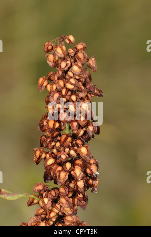 Curled Dock Rumex crispus Stock Photo