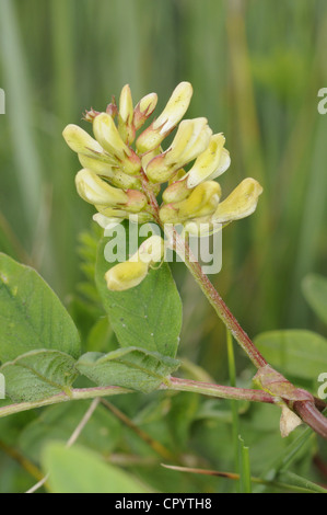 WILD LIQUORICE Astragalus glycophyllos (Fabaceae) Stock Photo