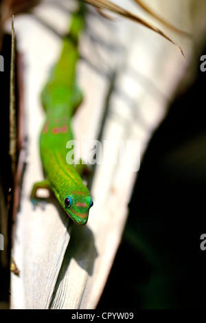 Gold dust day gecko (phelsuma laticauda laticauda) on bush, Big Island, Hawaii, USA Stock Photo