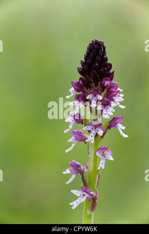 Burnt Orchid (Neotinea ustulata), Bavaria, Germany, Europe Stock Photo
