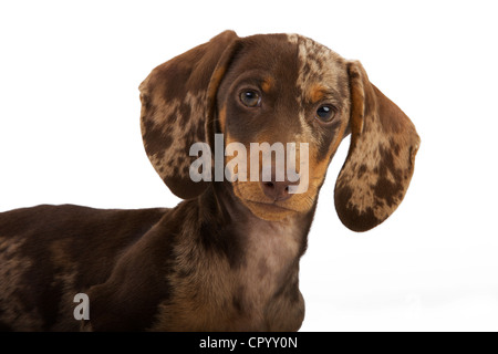 Pied short-hair dachshund puppy, portrait Stock Photo