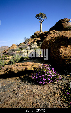 South Africa, Northern Cape (Noordkaap), Springbok, natural reserve of Goegap, Quiver tree Stock Photo