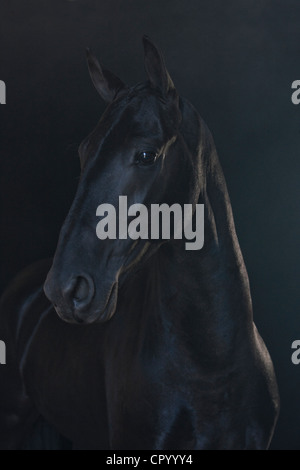 Black horse in foggy landscape Stock Photo