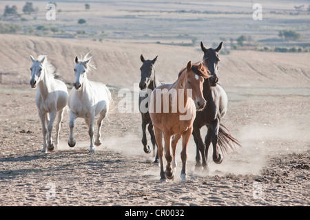 Horses running in dirt field Stock Photo