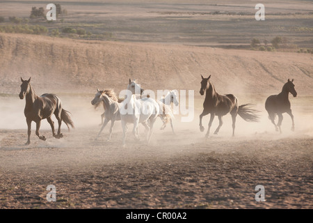 Horses running in dusty pen Stock Photo