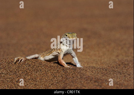 shovel snouted lizard (meroles anchietae), namib-desert, namibia Stock Photo