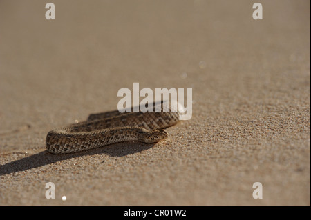 sidewinding adder (bitis peringueyi), namib-desert, namibia Stock Photo