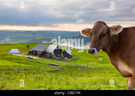 Cow on an alpine pasture with a hut on Faehnerspitze Mountain in the evening light, Appenzell, Switzerland, Europe, PublicGround Stock Photo