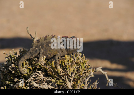 namaqua chameleon (chamaeleo namaquensis), namib-desert, namibia Stock Photo