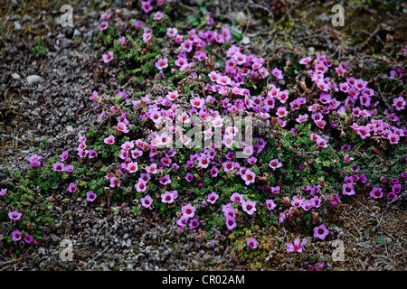 Moss Campion (Silene acaulis) in Svalbard, Norway, Europe Stock Photo