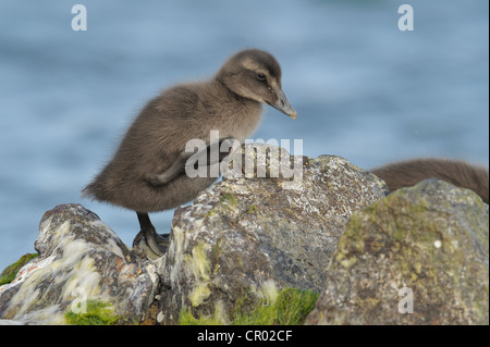 Eider (Somateria mollissima) duckling Stock Photo