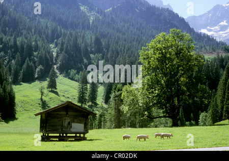 Switzerland, Canton of Bern, Bernese Oberland (highlands), pet pigs, high mountain pasture chalet Stock Photo