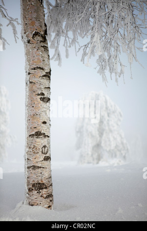 Birch in winter landscape with fog in the northern Black Forest, Black Forest, Baden-Wuerttemberg, Germany, Europe Stock Photo