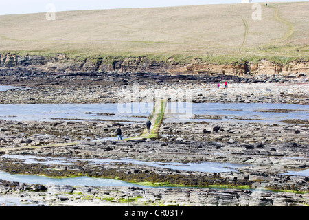 The brough of Birsay on the Orkneys and causeway at low tide Stock Photo