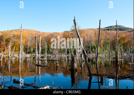 Dead trees standing in a lake dammed by beavers, woods, yellow foliage in autumn, Indian Summer, Mount Van Hoevenberg Stock Photo