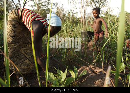 Children who don't go to school harvest yam pods in a field in Djorbana, Zanzan region, Cote d'Ivoire Stock Photo