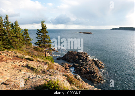 Coniferous trees on a rocky coast, Great Head, Acadia National Park, Maine, New England, USA, North America Stock Photo