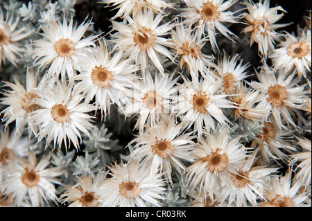 Dried white everlasting straw flowers (Helichrysum spp), near Camp Horombo Hut, Mount Kilimanjaro, Marangu Route, Tanzania Stock Photo