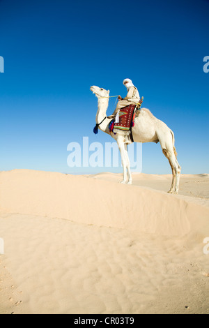 Tunisia, Kebili Governorate, Douz, sand dunes of the Grand Erg, camel in the desert Stock Photo