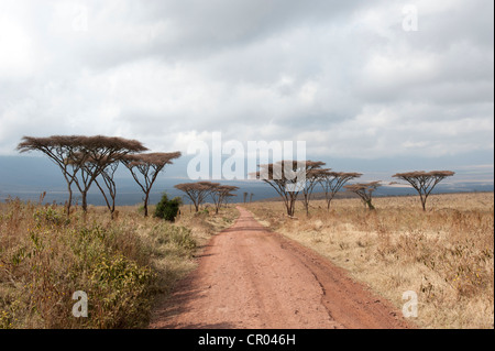 Track into the crater, dry grasslands, Umbrella Thorn Acacia (Acacia tortilis), Savannah, Ngorongoro Conservation Area Stock Photo