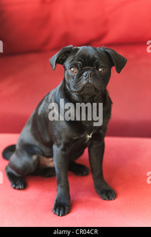 Black pug puppy against red Stock Photo