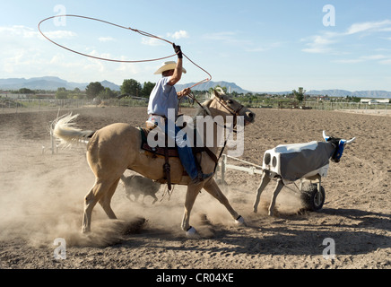 Team roper practicing with a mechanical steer Stock Photo