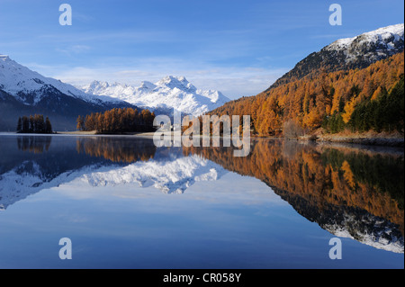 Lake Champfer with larch forest with autumnal colouring, Mt Piz da la Margna at back, St. Moritz, Engadine, Grisons, Switzerland Stock Photo