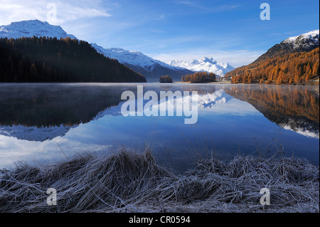 Lake Champfer with larch forest with autumnal colouring, Mt Piz da la Margna at back, St. Moritz, Engadine, Grisons, Switzerland Stock Photo