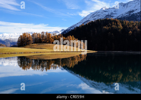 Lake Champfer with larch forest with autumnal colouring, St. Moritz, Engadine, Grisons, Switzerland, Europe Stock Photo