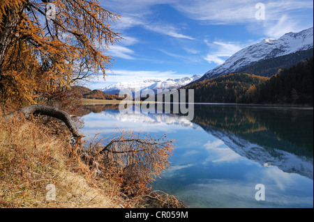 Lake Champfer with larch forest with autumnal colouring, St. Moritz, Engadine, Grisons, Switzerland, Europe Stock Photo