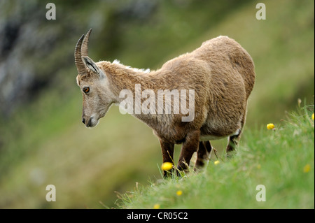 Alpine Ibex (Capra ibex), female, standing in meadow, Niederhorn, Bernese Oberland, Switzerland, Europe Stock Photo