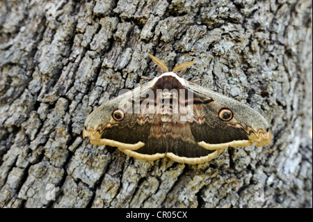 Night Peacock Eye (Saturnia), resting on tree bark
