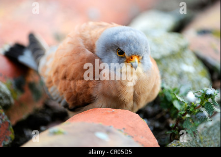 Lesser Kestrel (Falco naumanni), male, sitting outside nestbox Stock Photo