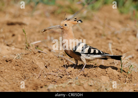 Hoopoe (Upupa epops), foraging Stock Photo