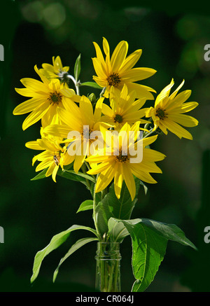 Jerusalem artichoke (Helianthus tuberosus), flowers Stock Photo